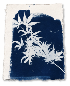Jardín Azul I, Arturo Garrido