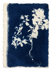 Jardín Azul VIII, Arturo Garrido