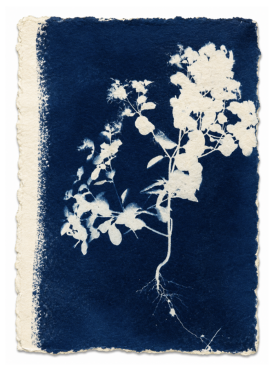 Jardín Azul VIII, Arturo Garrido