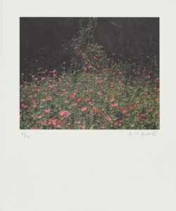 La feria de las flores